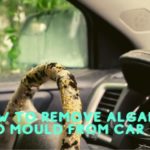 How to Remove Algae and Mould From Car