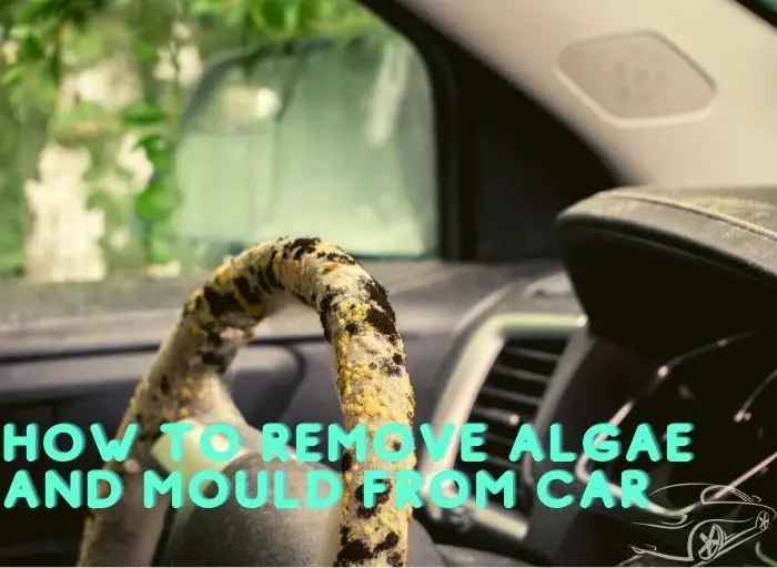 How to Remove Algae and Mould From Car
