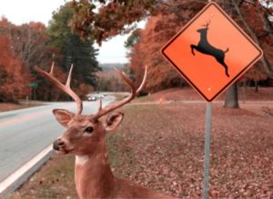 Do Brush Guards Protect Your Vehicle from Deer?