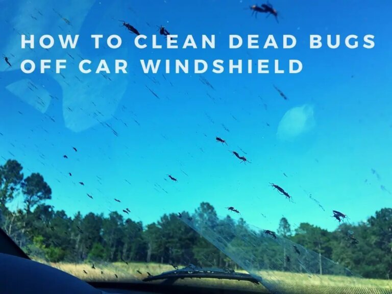 How to Clean Dead Bugs Off Car Windshield 6 Tips to Know